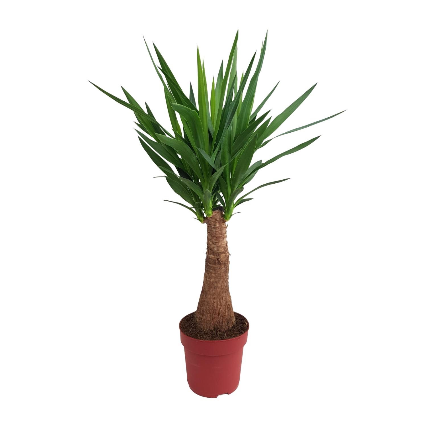 Yucca "Maya Tree" 40stam P21 en pot Ø21cm  Hauteur 100cm. Plante verte type Yucca "Maya Tree" 40stam P21, livrée en pot, idéale pour intérieur lumineux.