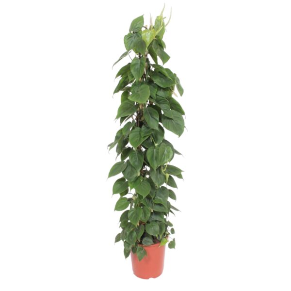 Philodendron Scandens gaasrek en pot Ø27cm. Plante verte type Philodendron Scandens gaasrek, livrée en pot, idéale pour intérieur lumineux.