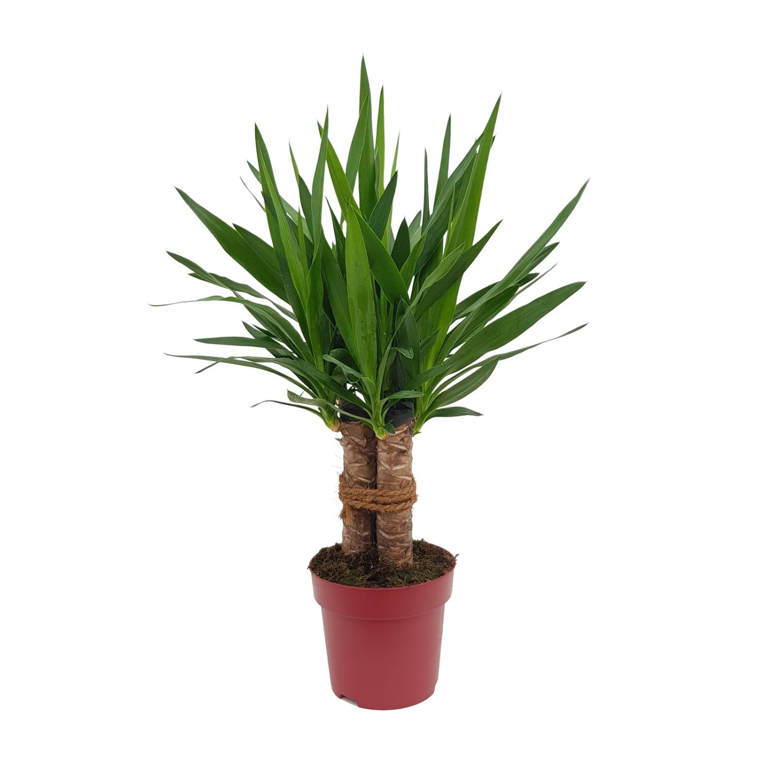 Yucca "Tres Cañas" 30 Stam P19 en pot Ø19cm  Hauteur 70cm. Plante verte type Yucca "Tres Cañas" 30 Stam P19, livrée en pot, idéale pour intérieur lumineux.