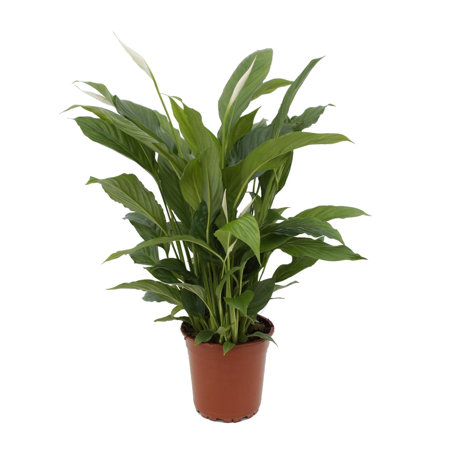 Spathiphyllum Torelli P17 en pot Ø17cm  Hauteur 65cm. Plante verte type Spathiphyllum Torelli P17, livrée en pot, idéale pour intérieur lumineux.