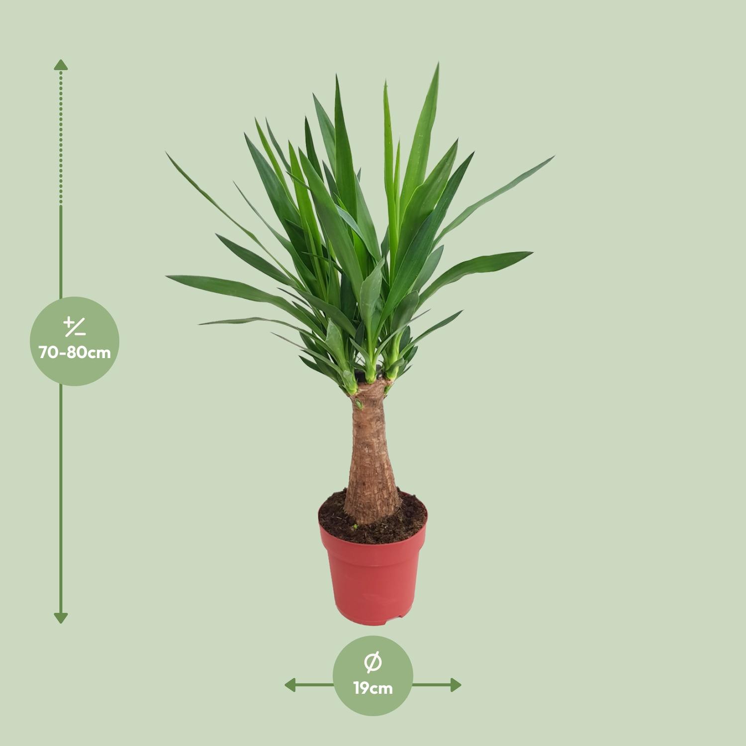 Yucca "Maya Tree" 30stam P19 en pot Ø19cm  Hauteur 80cm. Plante verte type Yucca "Maya Tree" 30stam P19, livrée en pot, idéale pour intérieur lumineux. – Image 2