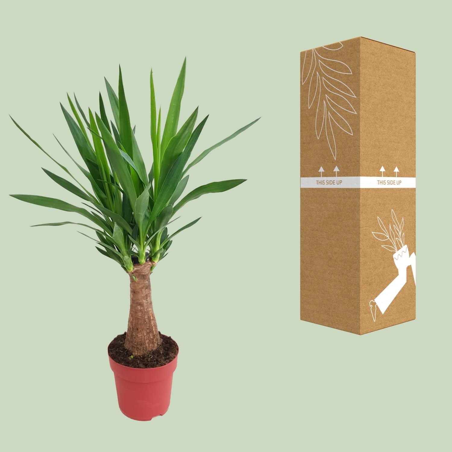 Yucca "Maya Tree" 30stam P19 en pot Ø19cm  Hauteur 80cm. Plante verte type Yucca "Maya Tree" 30stam P19, livrée en pot, idéale pour intérieur lumineux. – Image 3
