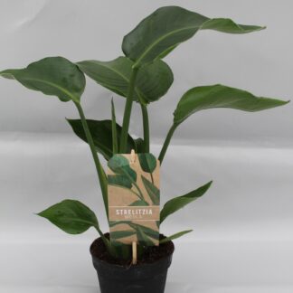 Strelitzia Nicolai P13 en pot Ø13cm  Hauteur 35cm. Plante verte type Strelitzia Nicolai P13, livrée en pot, idéale pour intérieur lumineux.