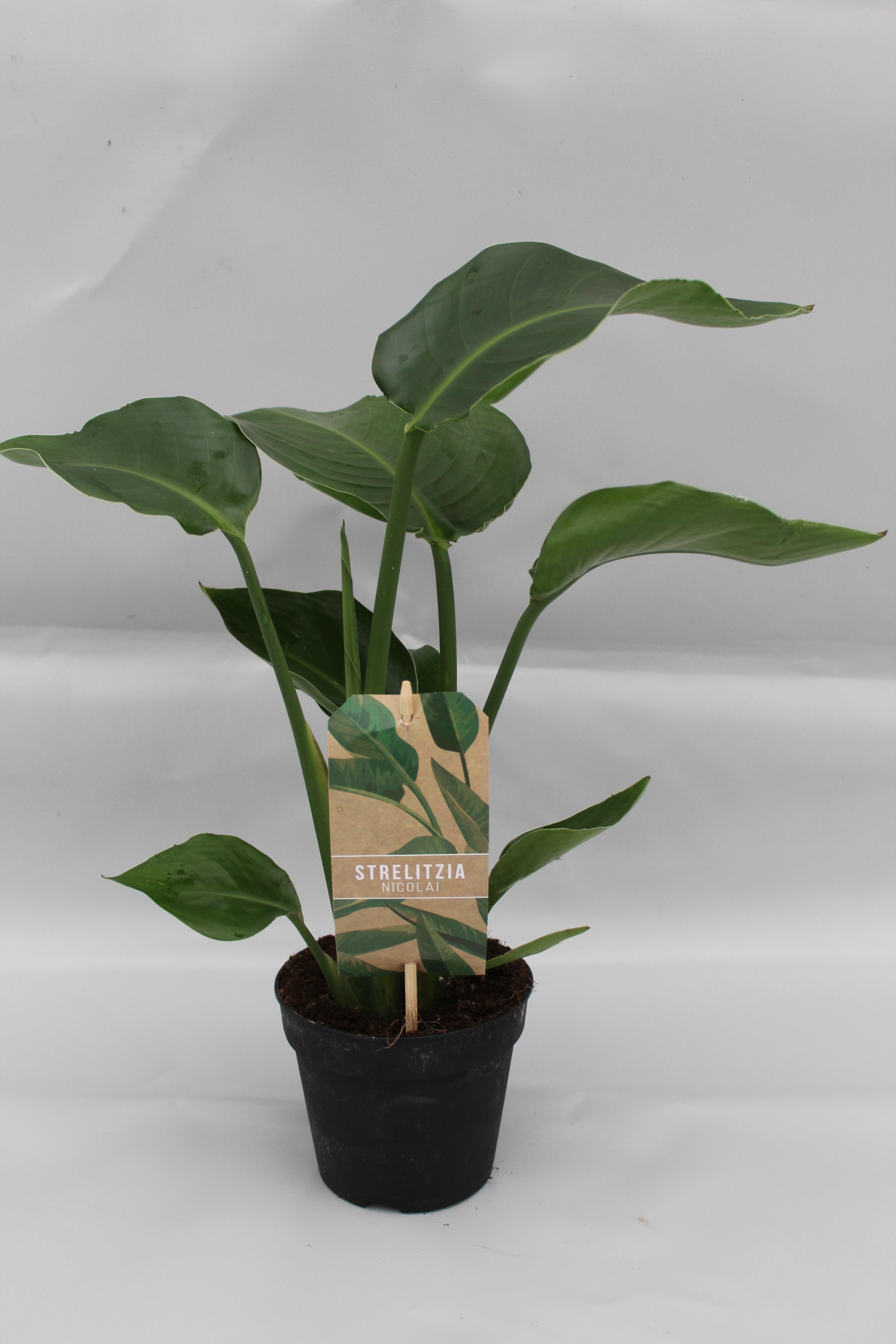 Strelitzia Nicolai P13 en pot Ø13cm  Hauteur 35cm. Plante verte type Strelitzia Nicolai P13, livrée en pot, idéale pour intérieur lumineux.