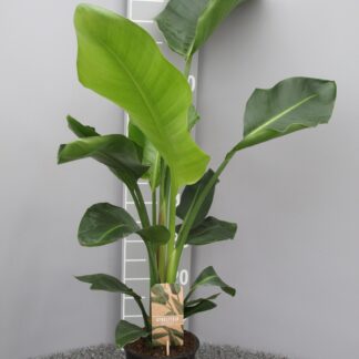 Strelitzia Nicolai P17 2pp en pot Ø17cm  Hauteur 70cm. Plante verte type Strelitzia Nicolai P17 2pp, livrée en pot, idéale pour intérieur lumineux.
