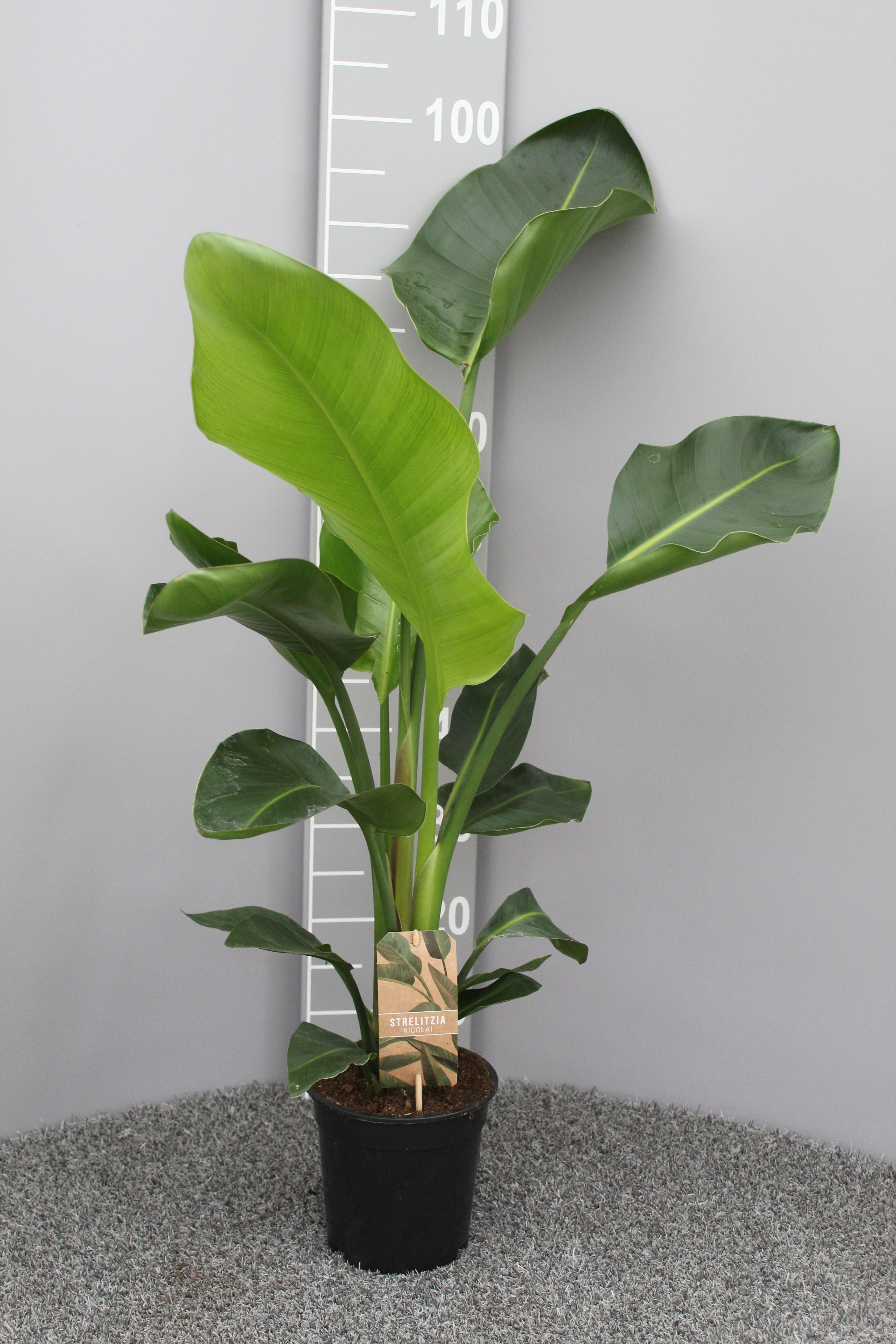Strelitzia Nicolai P17 2pp en pot Ø17cm  Hauteur 70cm. Plante verte type Strelitzia Nicolai P17 2pp, livrée en pot, idéale pour intérieur lumineux.