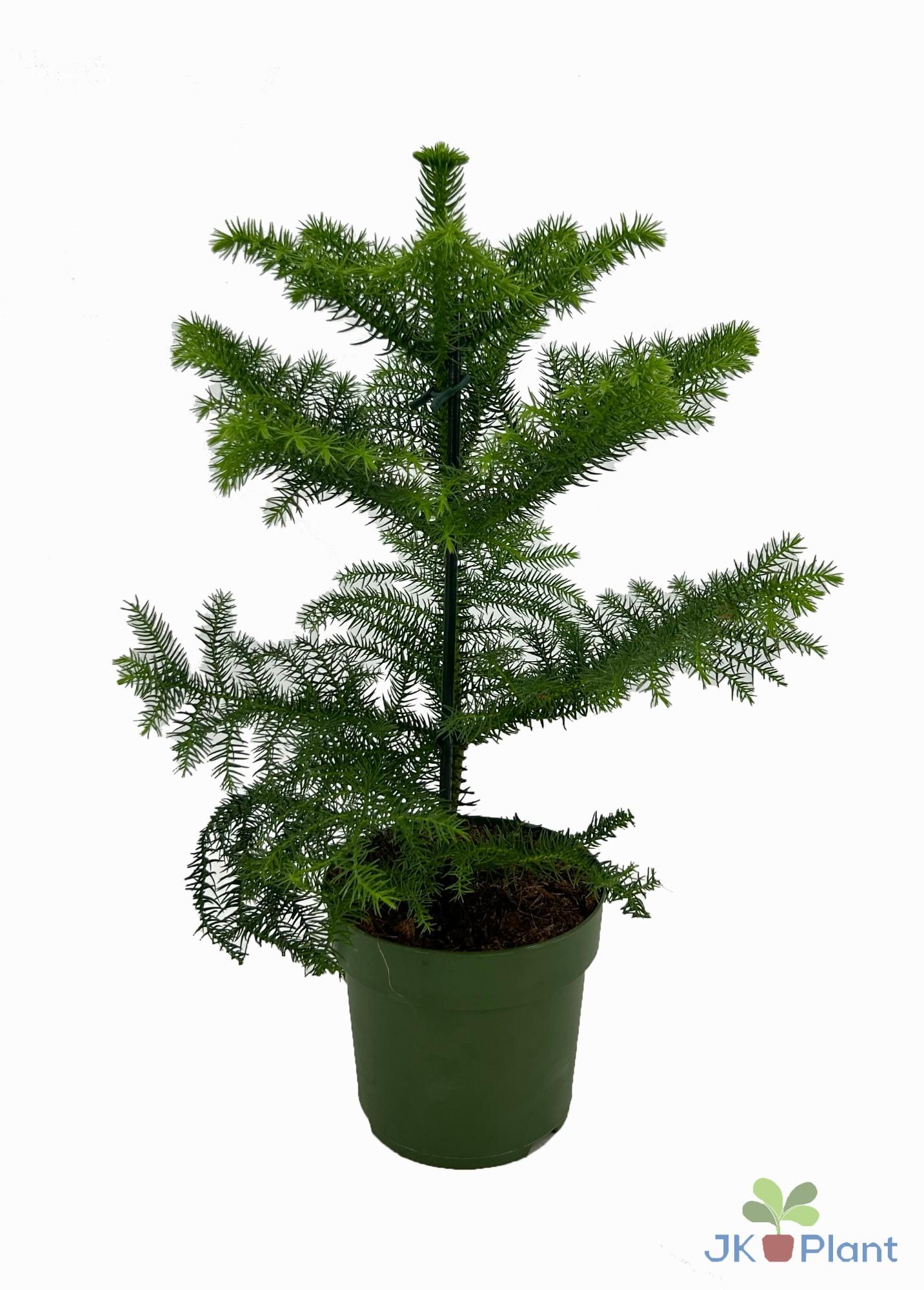 Araucaria en pot Ø14cm  Hauteur 38cm. Plante verte type Araucaria, livrée en pot, idéale pour intérieur lumineux.