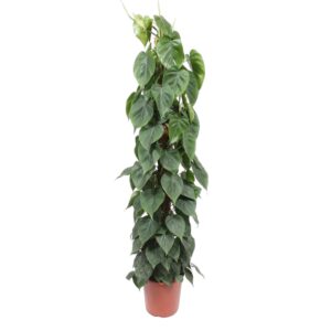 Philodendron Scandens mosstok en pot Ø27cm. Plante verte type Philodendron Scandens mosstok, livrée en pot, idéale pour intérieur lumineux.