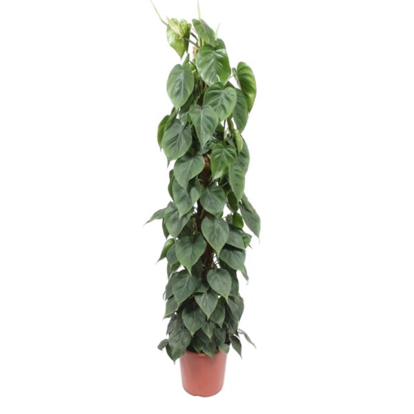 Philodendron Scandens mosstok en pot Ø27cm. Plante verte type Philodendron Scandens mosstok, livrée en pot, idéale pour intérieur lumineux.