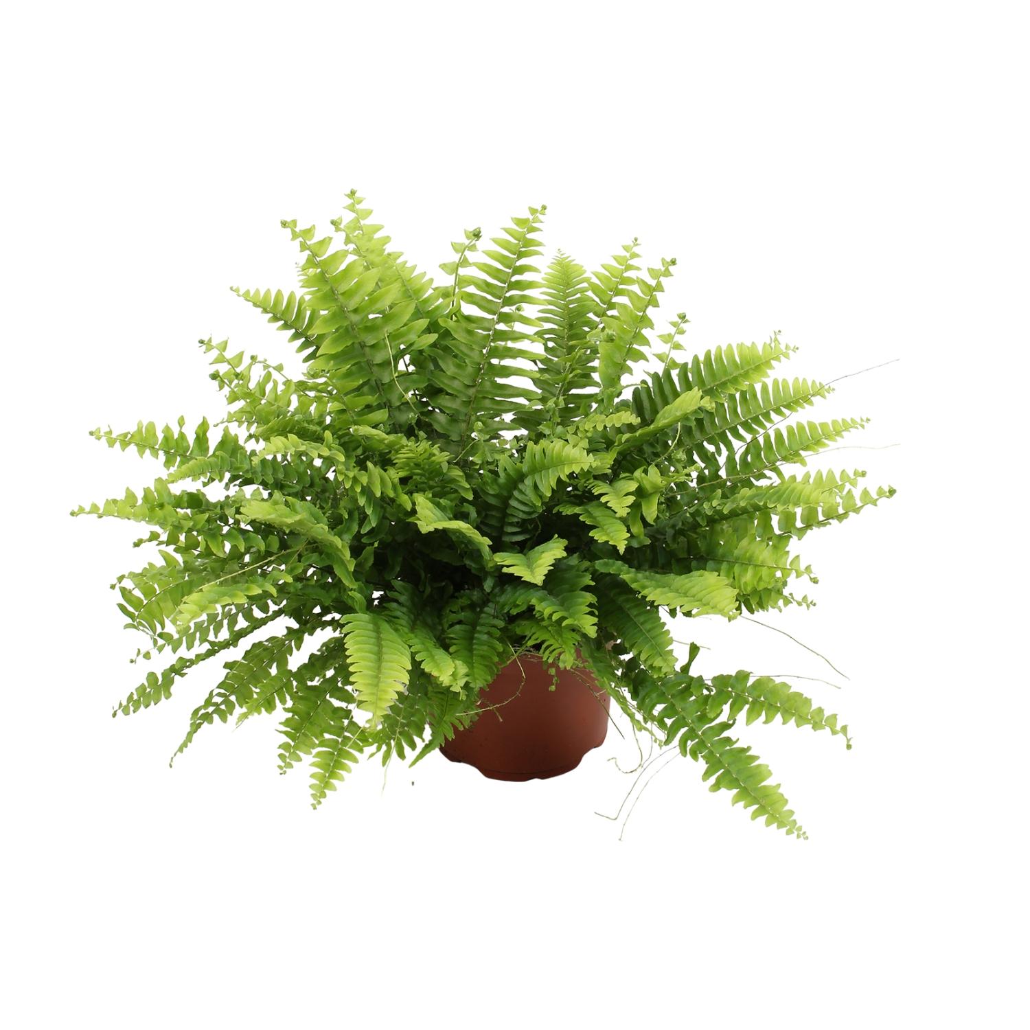 Nephrolepis Boston Green Moment en pot Ø12cm  Hauteur 20cm. Plante verte type Nephrolepis Boston Green Moment, livrée en pot, idéale pour intérieur lumineux.