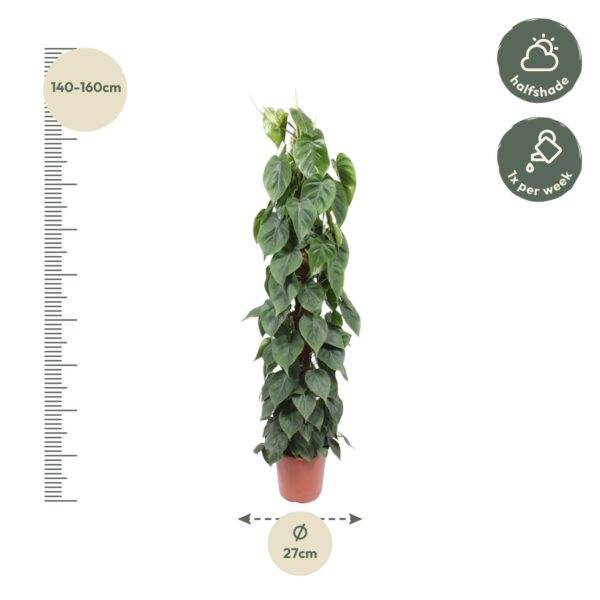Philodendron Scandens mosstok en pot Ø27cm. Plante verte type Philodendron Scandens mosstok, livrée en pot, idéale pour intérieur lumineux. – Image 2