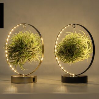 Tillandsia Led Edition Mix en pot Ø11cm  Hauteur 23cm. Plante verte type Tillandsia Led Edition Mix, livrée en pot, idéale pour intérieur lumineux.