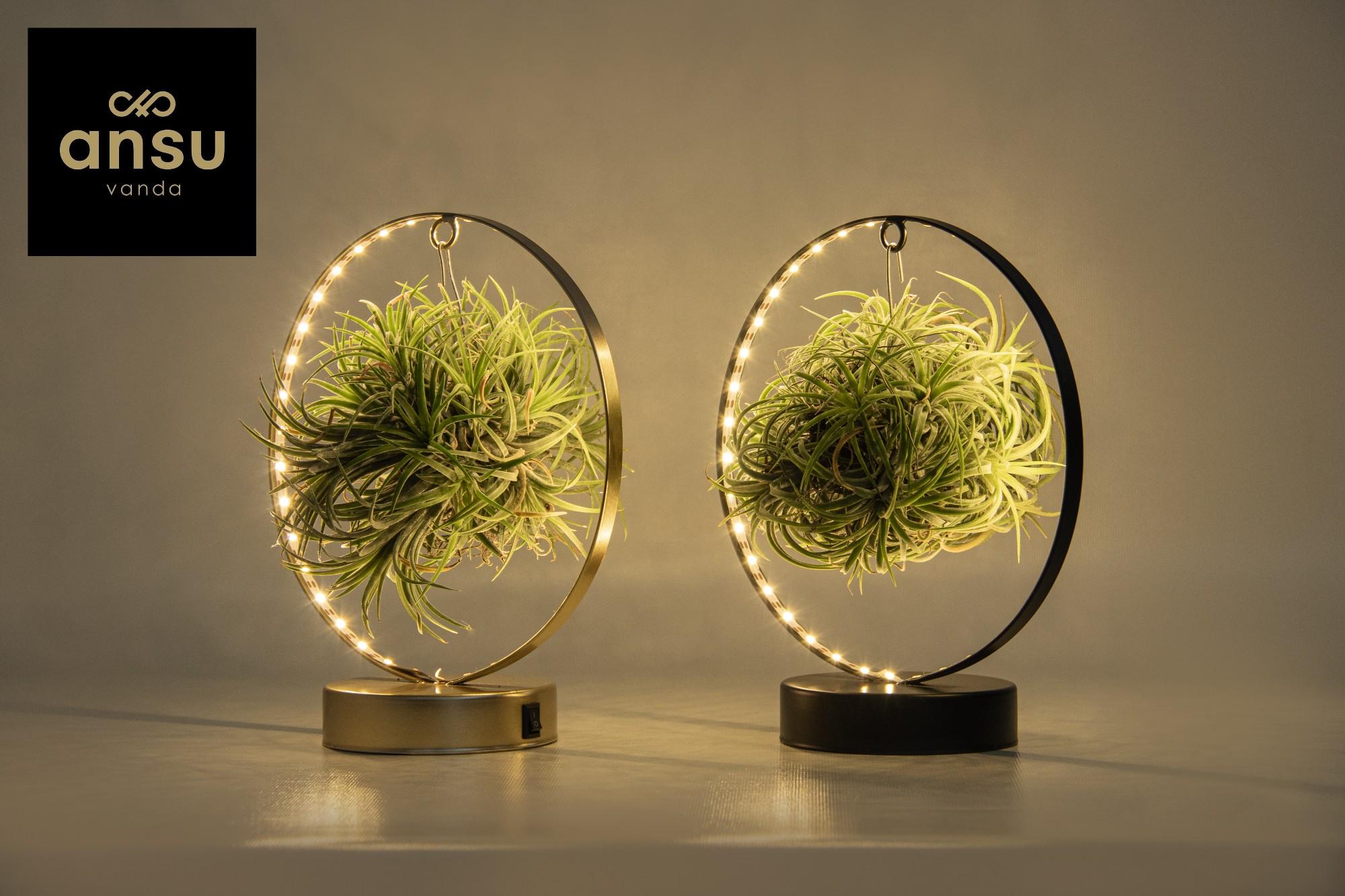 Tillandsia Led Edition Mix en pot Ø11cm  Hauteur 23cm. Plante verte type Tillandsia Led Edition Mix, livrée en pot, idéale pour intérieur lumineux.