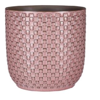 Pot relief roze D13,5 en pot. Plante verte type Pot relief roze D13,5, livrée en pot, idéale pour intérieur lumineux.