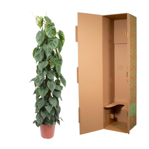 Philodendron Scandens mosstok en pot Ø27cm. Plante verte type Philodendron Scandens mosstok, livrée en pot, idéale pour intérieur lumineux. – Image 3