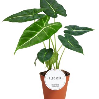 Alocasia Frydek en pot Ø12cm  Hauteur 35cm. Plante verte type Alocasia Frydek, livrée en pot, idéale pour intérieur lumineux.