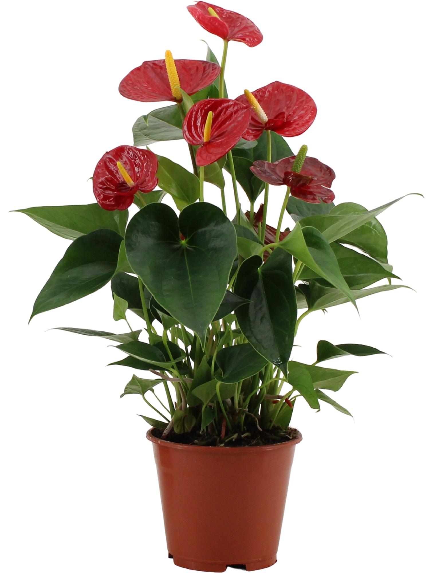 Anthurium Success Red In Transparant Sleeve en pot Ø14cm  Hauteur 43cm. Plante verte type Anthurium Success Red In Transparant Sleeve, livrée en pot, idéale pour intérieur lumineux.