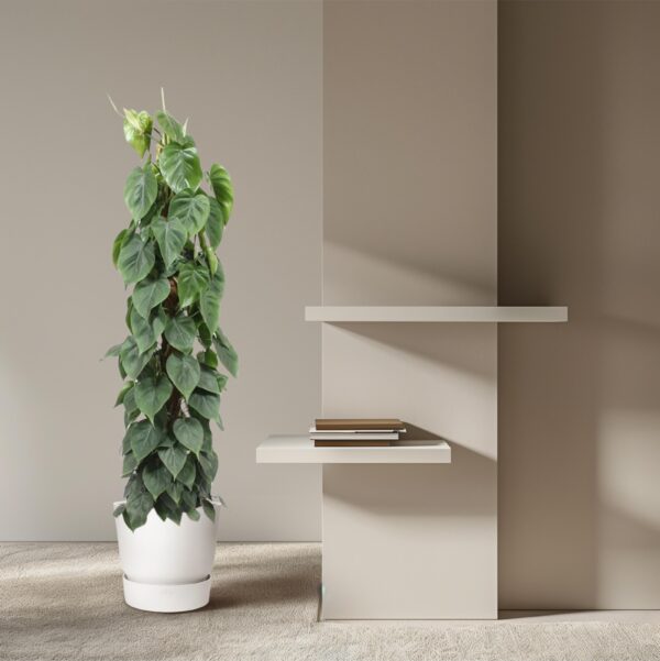 Philodendron Scandens mosstok en pot Ø27cm. Plante verte type Philodendron Scandens mosstok, livrée en pot, idéale pour intérieur lumineux. – Image 4