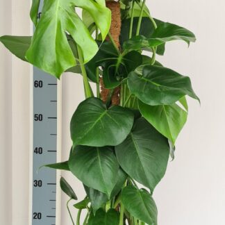 Monstera Mosstok en pot Ø19cm  Hauteur 80cm. Plante verte type Monstera Mosstok, livrée en pot, idéale pour intérieur lumineux.