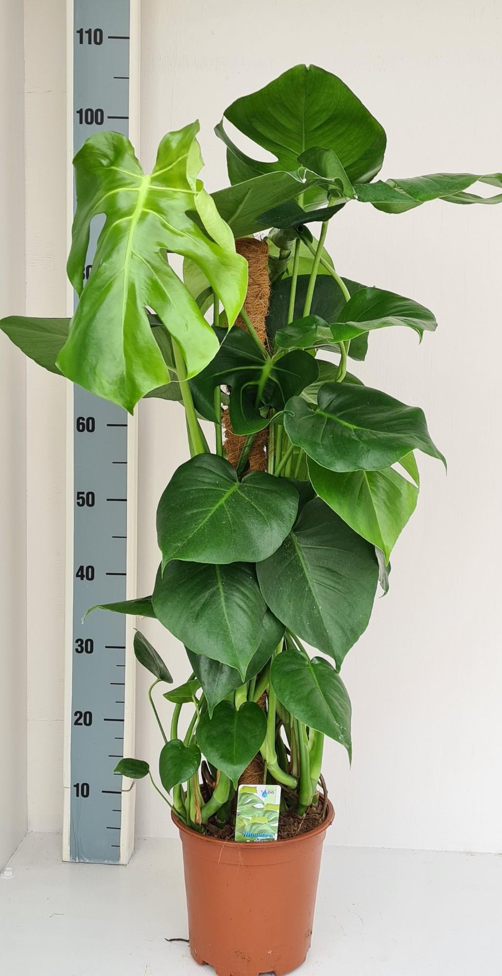 Monstera Mosstok en pot Ø19cm  Hauteur 80cm. Plante verte type Monstera Mosstok, livrée en pot, idéale pour intérieur lumineux.