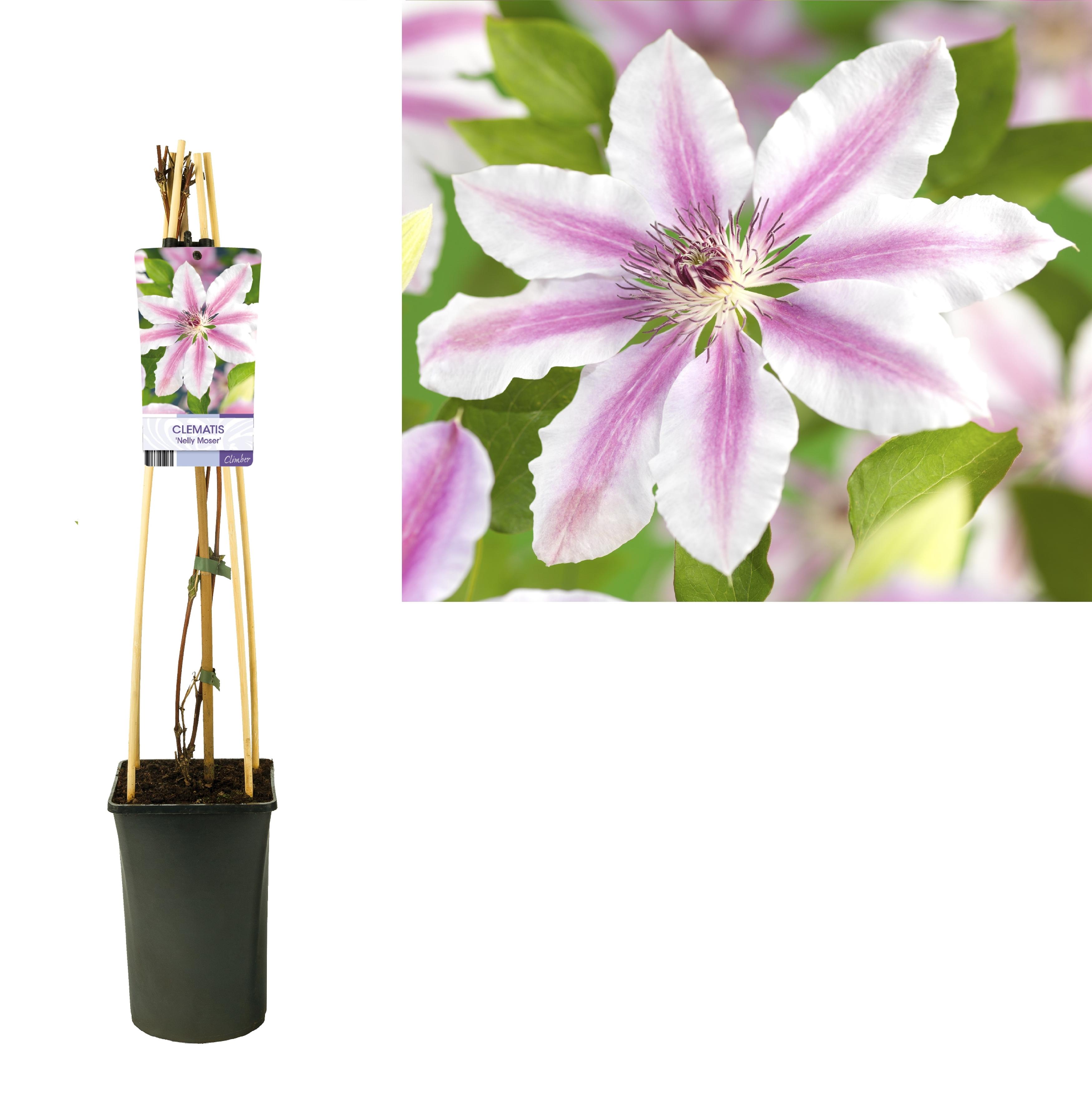 Clematis 'Nelly Moser' +light Label en pot Ø17cm  Hauteur 75cm. Plante verte type Clematis 'Nelly Moser' +light Label, livrée en pot, idéale pour intérieur lumineux.