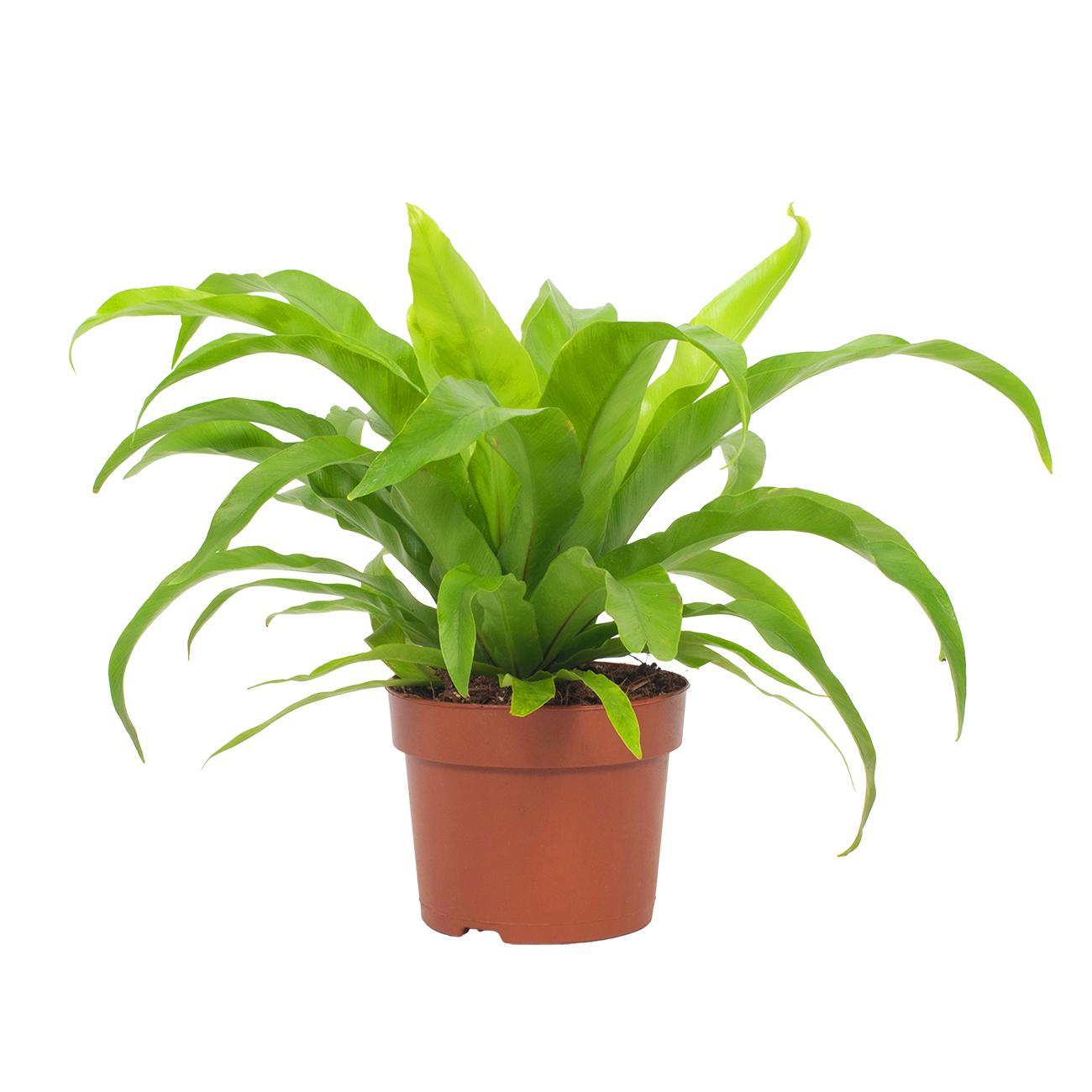 Asplenium Antiquum 12cm en pot Ø12cm  Hauteur 19cm. Plante verte type Asplenium Antiquum 12cm, livrée en pot, idéale pour intérieur lumineux.