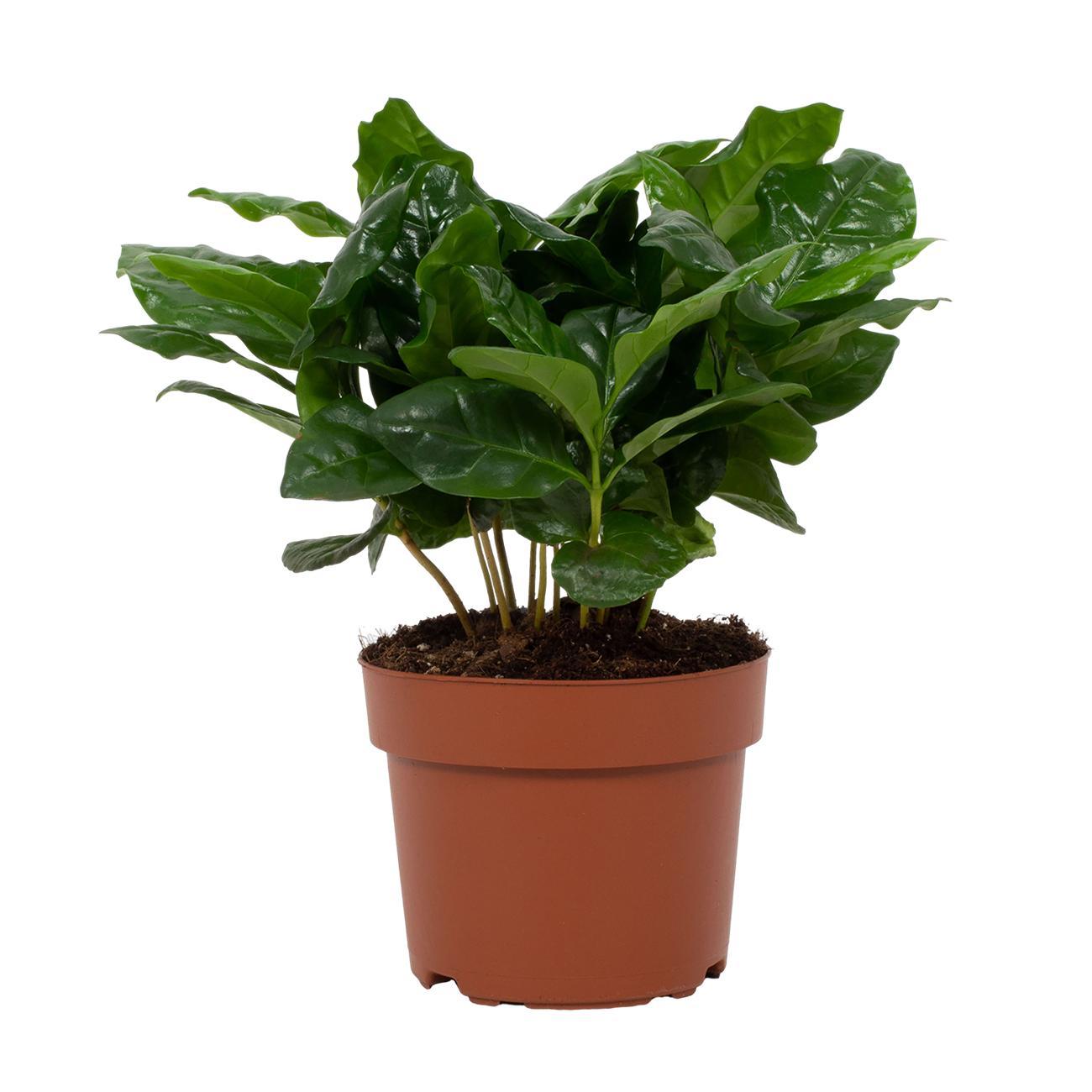 Coffea Arabica 12cm en pot Ø12cm  Hauteur 22cm. Plante verte type Coffea Arabica 12cm, livrée en pot, idéale pour intérieur lumineux.
