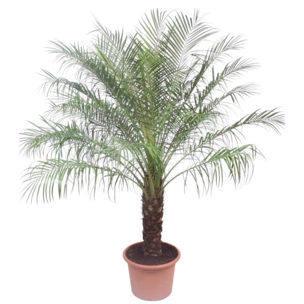 Phoenix Roebelinii en pot Ø40cm. Plante verte type Phoenix Roebelinii, livrée en pot, idéale pour intérieur lumineux.