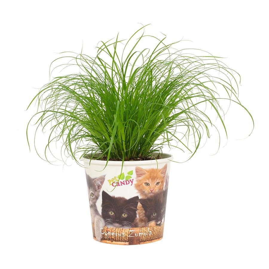 Cyperus Zumula 12cm en pot Ø12cm  Hauteur 23cm. Plante verte type Cyperus Zumula 12cm, livrée en pot, idéale pour intérieur lumineux.
