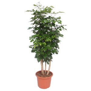 Radermachera Hainanensis en pot Ø40cm. Plante verte type Radermachera Hainanensis, livrée en pot, idéale pour intérieur lumineux.