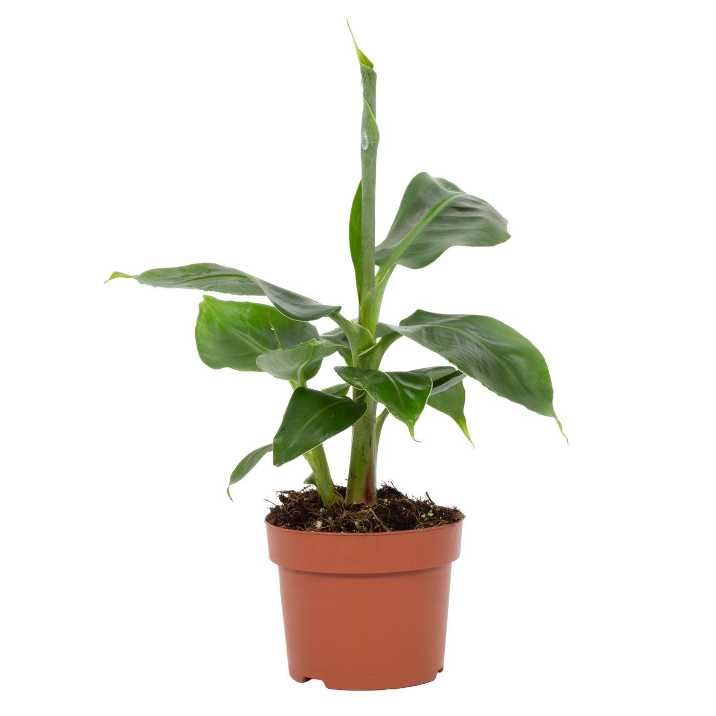 Musa Tropicana 12cm en pot Ø12cm  Hauteur 27cm. Plante verte type Musa Tropicana 12cm, livrée en pot, idéale pour intérieur lumineux.