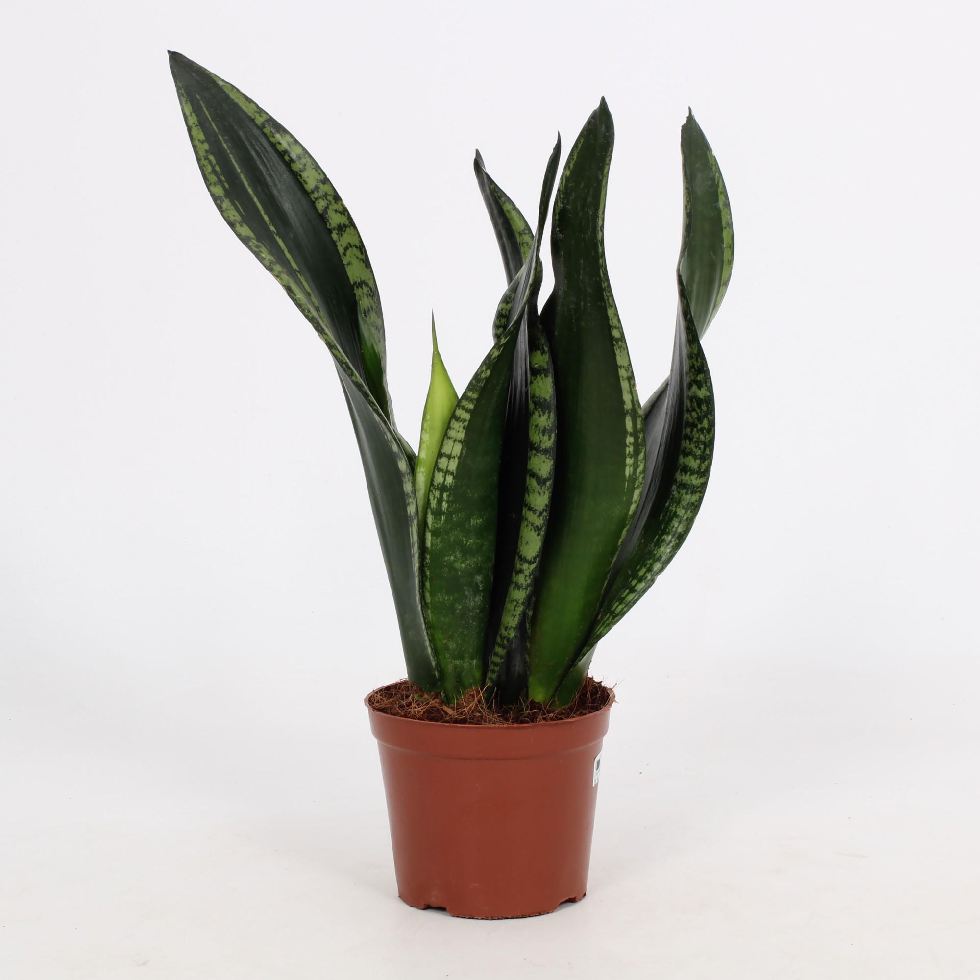 Sansevieria Whitney 12cm en pot Ø12cm  Hauteur 27cm. Plante verte type Sansevieria Whitney 12cm, livrée en pot, idéale pour intérieur lumineux.