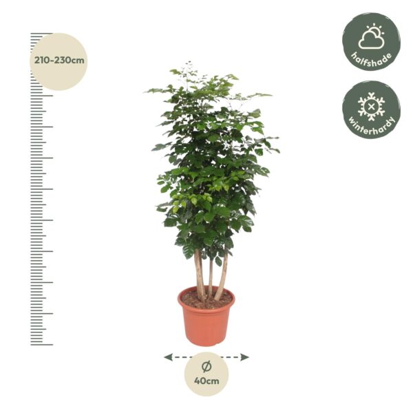 Radermachera Hainanensis en pot Ø40cm. Plante verte type Radermachera Hainanensis, livrée en pot, idéale pour intérieur lumineux. – Image 2