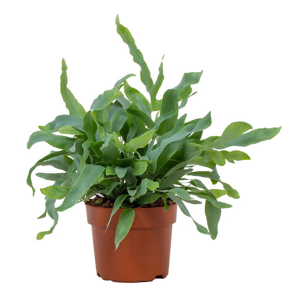 Phlebodium Blue Star 12cm en pot Ø12cm  Hauteur 32cm. Plante verte type Phlebodium Blue Star 12cm, livrée en pot, idéale pour intérieur lumineux.