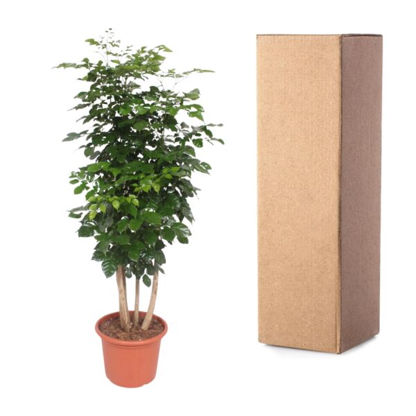 Radermachera Hainanensis en pot Ø40cm. Plante verte type Radermachera Hainanensis, livrée en pot, idéale pour intérieur lumineux. – Image 3