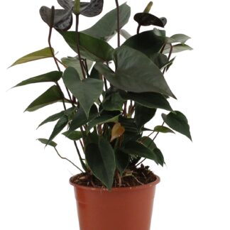 Anthurium Black Love In Transparant Sleeve en pot Ø12cm  Hauteur 36cm. Plante verte type Anthurium Black Love In Transparant Sleeve, livrée en pot, idéale pour intérieur lumineux.