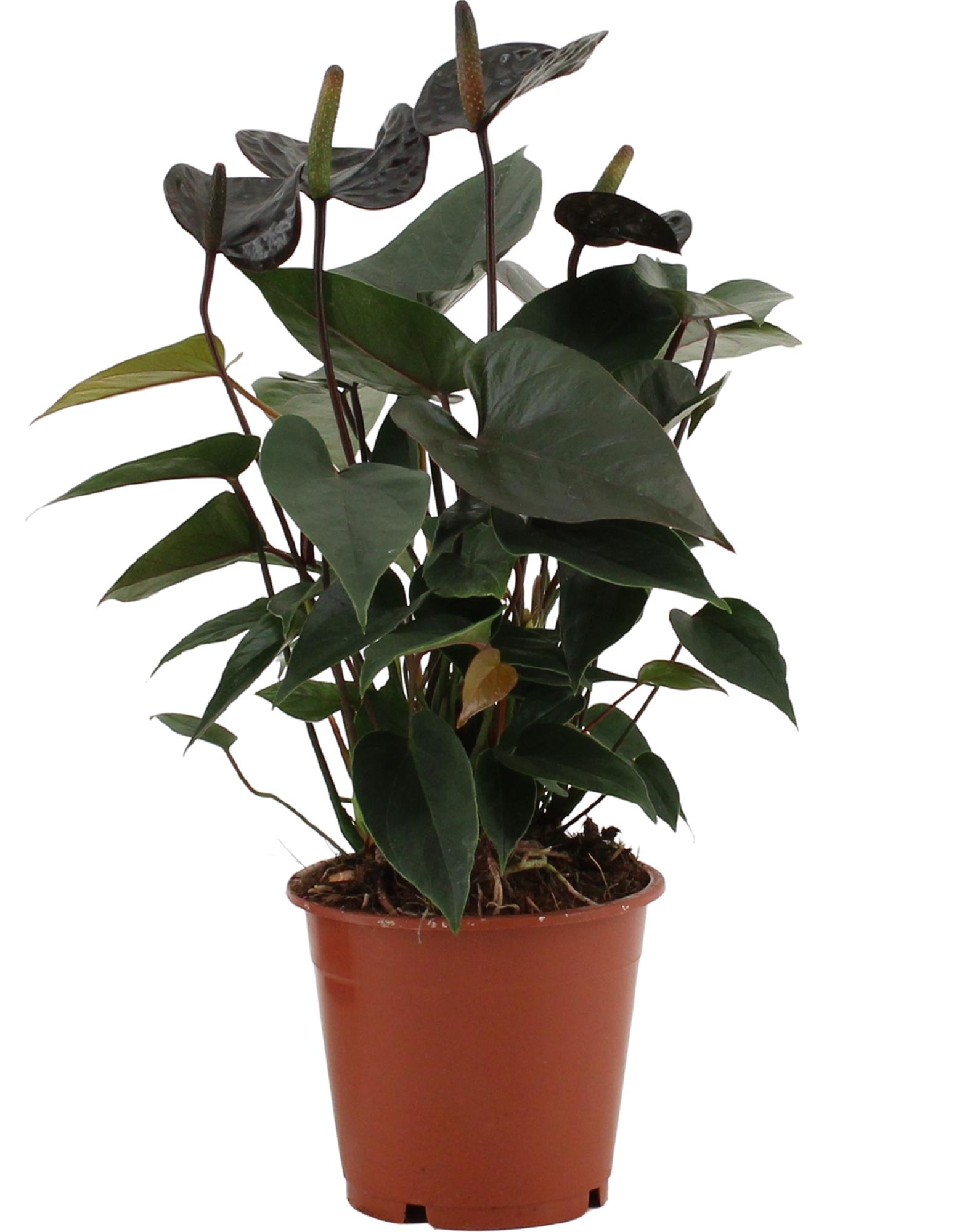 Anthurium Black Love In Transparant Sleeve en pot Ø12cm  Hauteur 36cm. Plante verte type Anthurium Black Love In Transparant Sleeve, livrée en pot, idéale pour intérieur lumineux.