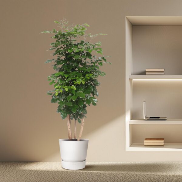 Radermachera Hainanensis en pot Ø40cm. Plante verte type Radermachera Hainanensis, livrée en pot, idéale pour intérieur lumineux. – Image 4