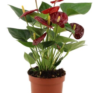 Anthurium Calon In Transparant Sleeve en pot Ø12cm  Hauteur 36cm. Plante verte type Anthurium Calon In Transparant Sleeve, livrée en pot, idéale pour intérieur lumineux.