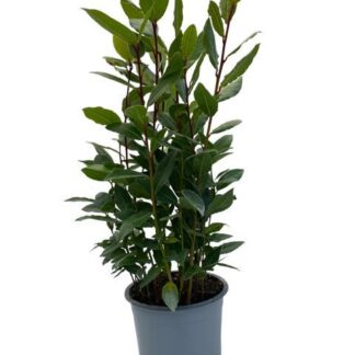 Laurus Nobilis en pot Ø14cm  Hauteur 35cm. Plante verte type Laurus Nobilis, livrée en pot, idéale pour intérieur lumineux.