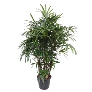 Rhapis Excelsa en pot Ø40cm. Plante verte type Rhapis Excelsa, livrée en pot, idéale pour intérieur lumineux.