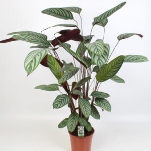 Ctenanthe Oppenheimiana en pot Ø21cm  Hauteur 100cm. Plante verte type Ctenanthe Oppenheimiana, livrée en pot, idéale pour intérieur lumineux.