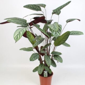 Ctenanthe Oppenheimiana en pot Ø21cm  Hauteur 100cm. Plante verte type Ctenanthe Oppenheimiana, livrée en pot, idéale pour intérieur lumineux.