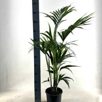 KENTIA en pot Ø21cm  Hauteur 110cm. Plante verte type KENTIA, livrée en pot, idéale pour intérieur lumineux.