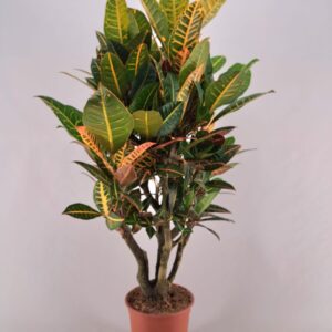 Croton Petra Vertakt en pot Ø26cm  Hauteur 120cm. Plante verte type Croton Petra Vertakt, livrée en pot, idéale pour intérieur lumineux.