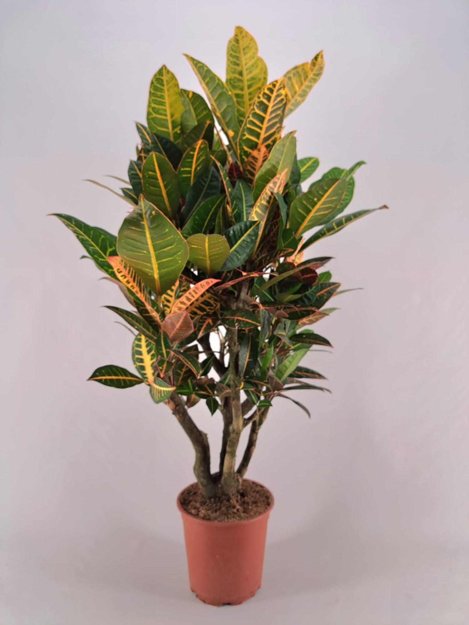 Croton Petra Vertakt en pot Ø26cm  Hauteur 120cm. Plante verte type Croton Petra Vertakt, livrée en pot, idéale pour intérieur lumineux.