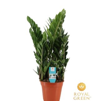 Zamioculcas 21cm en pot Ø21cm  Hauteur 75cm. Plante verte type Zamioculcas 21cm, livrée en pot, idéale pour intérieur lumineux.