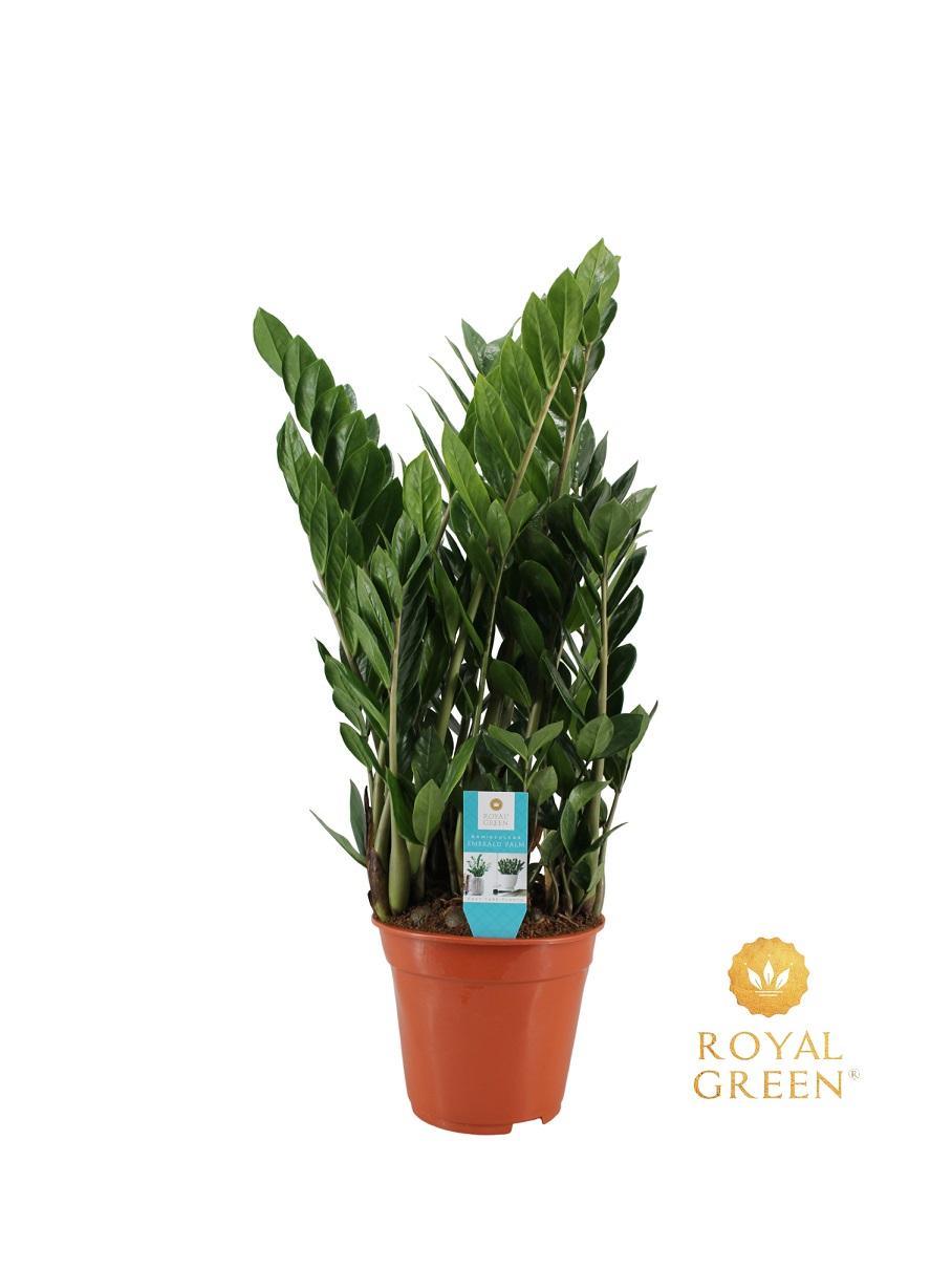 Zamioculcas 21cm en pot Ø21cm  Hauteur 75cm. Plante verte type Zamioculcas 21cm, livrée en pot, idéale pour intérieur lumineux.