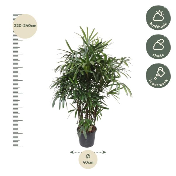 Rhapis Excelsa en pot Ø40cm. Plante verte type Rhapis Excelsa, livrée en pot, idéale pour intérieur lumineux. – Image 2