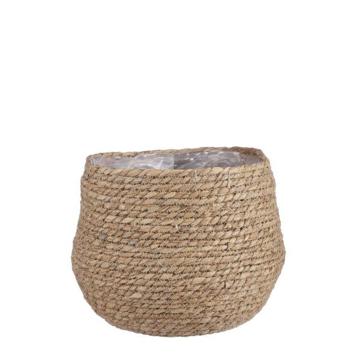 Mand Jorck bruin D26 en pot. Plante verte type Mand Jorck bruin D26, livrée en pot, idéale pour intérieur lumineux.